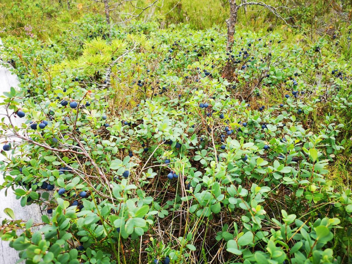 Koivuniemi Cottage Säkylä Eksteriør billede